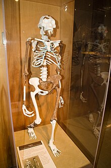 Lucy - Cleveland Natural History Museum - immagine tratta da Wikipedia